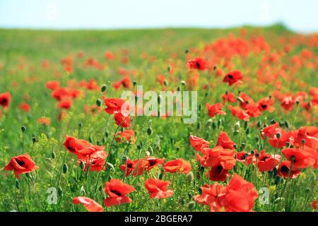 Bei fiori di papavero sul campo Foto Stock