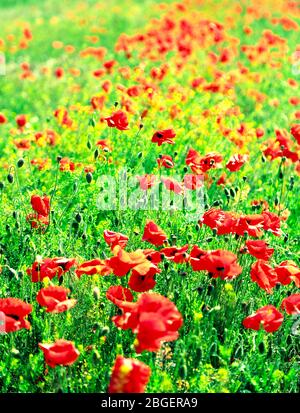 Bei fiori di papavero sul campo Foto Stock