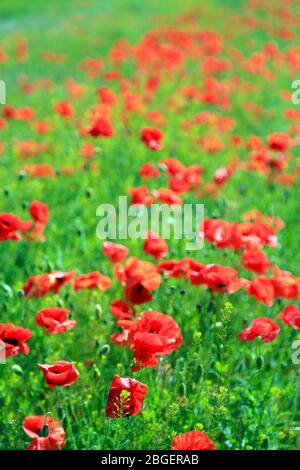 Bei fiori di papavero sul campo Foto Stock