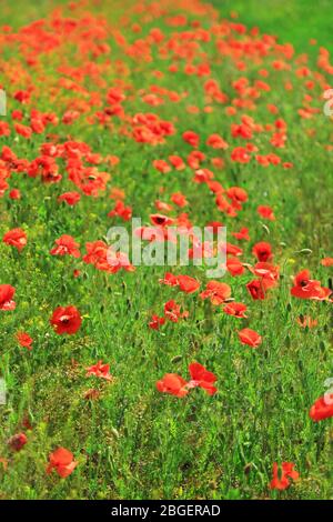 Bei fiori di papavero sul campo Foto Stock