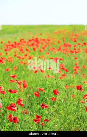 Bei fiori di papavero sul campo Foto Stock