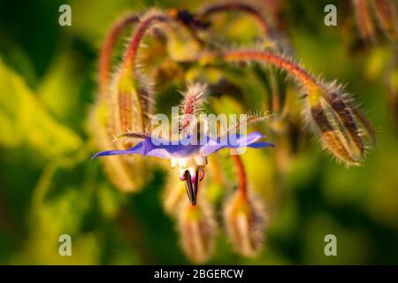 Primo piano di un bel fiore di Borage - Borago officinalis Foto Stock