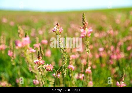 Fiori Selvatici nel campo Foto Stock