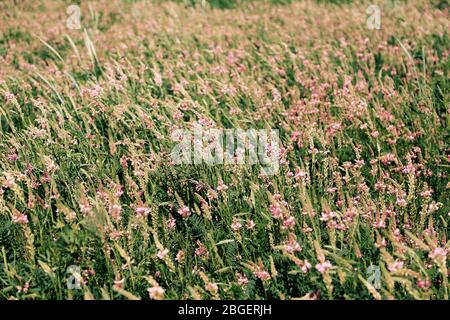 Fiori Selvatici nel campo Foto Stock