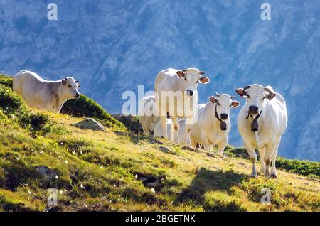Mucche piemontesi bianche nei prati di un pascolo montano sulle Alpi Marittime (Piemonte, Italia) Foto Stock