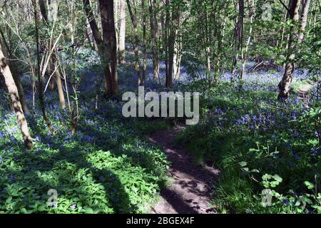 Swathes di bluebells in woodland in Leighton Buzzard Bedfordshire Regno Unito Foto Stock