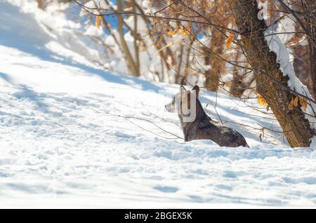 Giovane lupo italiano (canis lupus italicus) nel parco naturale delle alpi marittime (Piemonte, Italia), camminando sulla neve Foto Stock