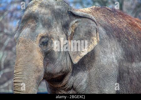 ritratto di elefante con occhi chiusi Foto Stock