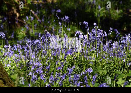 Swathes di bluebells in woodland in Leighton Buzzard Bedfordshire Regno Unito Foto Stock