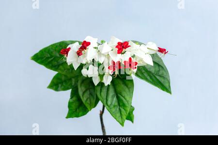 Clerodendrum fiori thomsoniae, bagflower, Clerodendrum. I suoi nomi comuni includono il glorybower, il bagflower e il cuore sanguinante. Foto Stock