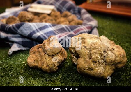 Tartufi bianchi (Tuber Magmatum Pico) in uno stand commerciale della Fiera del Tartufo di Alba, Piemonte (Italia) Foto Stock