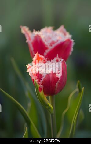 Canzone tulipano Bell rosa con bordi bianchi frangiati. Tulipano canto campana Foto Stock