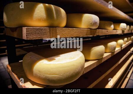 toma italiana (formaggio a pasta dura) condita in una cantina fredda e scura Foto Stock