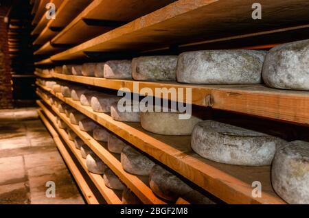 Toma italiana (formaggio stagionato piemontese) condimento in cantina fredda e scura Foto Stock