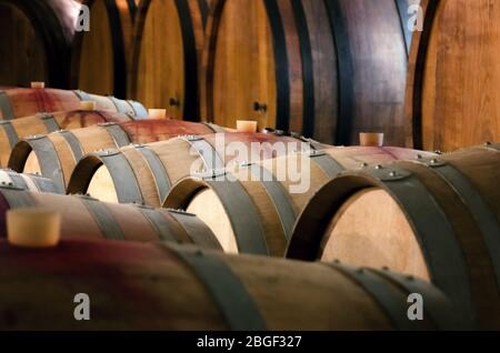 Cantina storica nelle Langhe (Piemonte, Italia) con numerose barriques e botti di rovere slavoniano per la maturazione del vino rosso Foto Stock