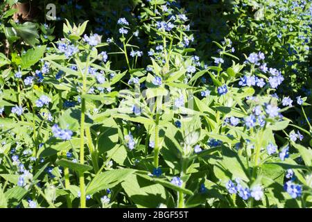 Gruppi di fiori blu striscianti dimenticano Me Not o Blue-Eyed Mary (Omphalodes Verna) Foto Stock