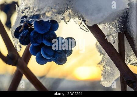 Barolo (Langhe: Piemonte, Italia): Tramonto invernale nei vigneti con le ultime uve dell'anno, coltivate dopo la vendemmia Foto Stock