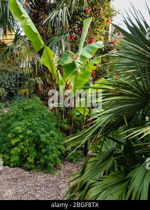 Foglie emergenti della banana indurita, Musa basjoo, sono incorniciate da Acer Palmatum dissectum e Chamerops humilis in un giardino di Plymouth Foto Stock