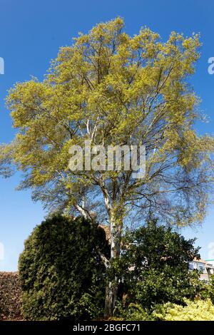 Silver Birch Tree nella primavera Foto Stock