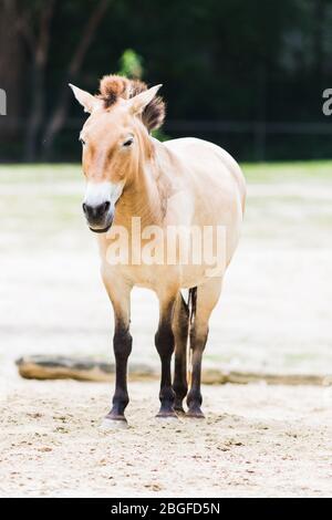 Una di Przewalski cavallo selvatico (Equus ferus przewalskii) nel campo. Foto Stock