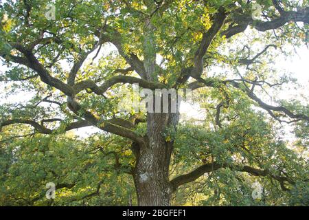 Riesige Eiche im Baselbieter Jura, Schweiz Foto Stock