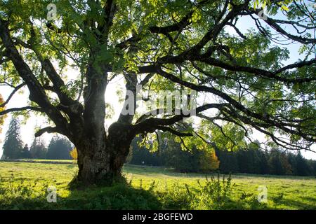 Riesige Esche auf dem Mont Soleil im Berner Jura Foto Stock