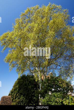 Silver Birch Tree nella primavera Foto Stock