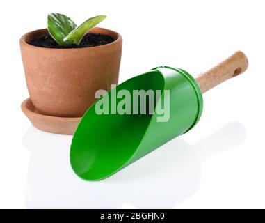 Germe al vaso e scapola isolato su bianco Foto Stock