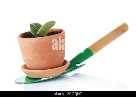 Germe al vaso e scapola isolato su bianco Foto Stock