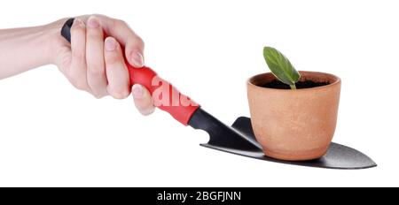 Germe al vaso e scapola in mano isolato su bianco Foto Stock