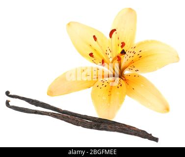Lily fiore e bastoncini di vaniglia isolato su bianco Foto Stock