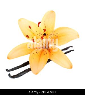Lily fiore e bastoncini di vaniglia isolato su bianco Foto Stock