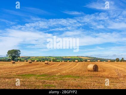 Campo di balle di fieno dorate sotto il cielo estivo blu. Paesaggio di mucchi di fieno rotondi, raccolto di terreni agricoli durante la stagione estiva in Irlanda Foto Stock