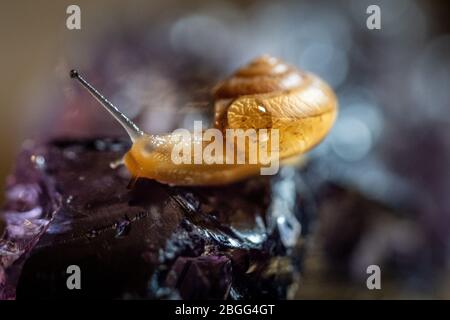 Lumaca strisciata su una superficie di cristallo, mostrando carattere e arte utilizzando la macro fotografia Foto Stock