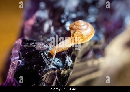 Lumaca strisciata su una superficie di cristallo, mostrando carattere e arte utilizzando la macro fotografia Foto Stock