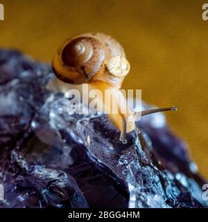 Lumaca strisciata su una superficie di cristallo, mostrando carattere e arte utilizzando la macro fotografia Foto Stock