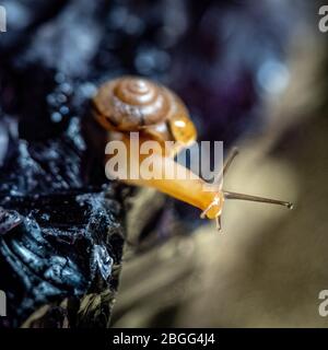 Lumaca strisciata su una superficie di cristallo, mostrando carattere e arte utilizzando la macro fotografia Foto Stock