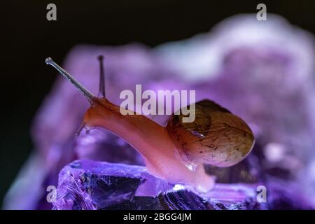 Lumaca strisciata su una superficie di cristallo, mostrando carattere e arte utilizzando la macro fotografia Foto Stock