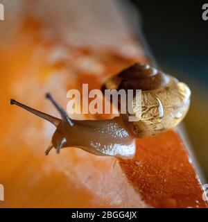 Lumaca strisciata su una superficie di cristallo, mostrando carattere e arte utilizzando la macro fotografia Foto Stock