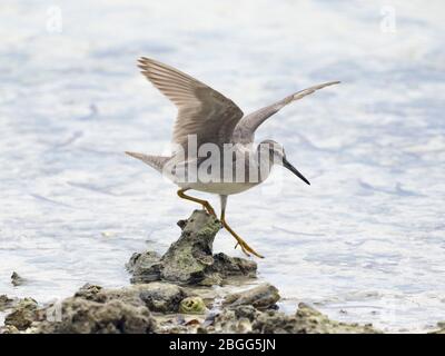 (Grigio) Tattler dalla coda di grigio (Tringa brevipes) Alphonse Atoll Seychelles - Vagrant, meno di 20 Seychelles record Foto Stock