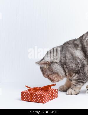 nastro scottish dritto gatto shiffing su regalo rosso, sfondo bianco, spazio copia, verticale Foto Stock