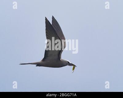 Stolidus marrone (comune) Noddy Anous, con alghe per nido, Atollo Alphonse, Seychelles Foto Stock