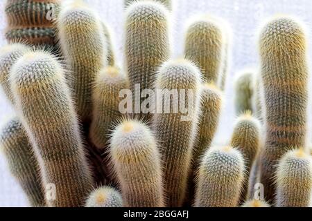 Parodia leninghausii, specie di cactus sudamericani del genere Malacocarpus ed Eriocactus. Il cactus colonnare anche chiamato cactus della sfera del limone, Ba dorato Foto Stock