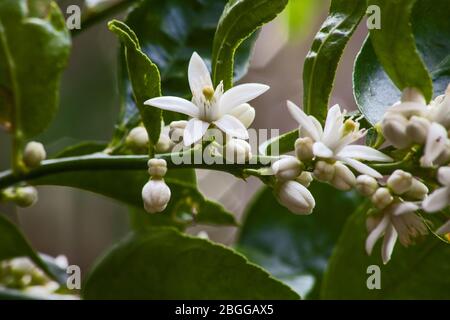 Fiori dell'Olivo Olea europea 10014 Foto Stock