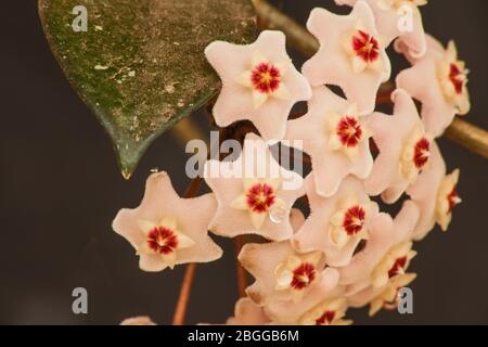 Fiore di Hoya Waxplant 5745 Foto Stock