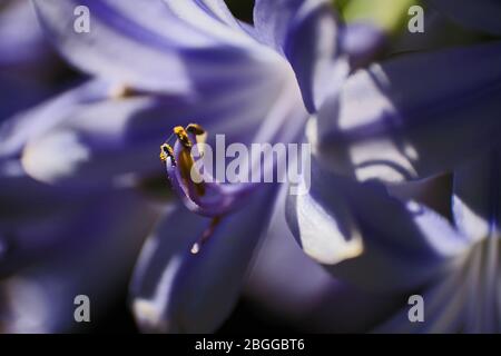 Fiore singolo di agapanthus praecox in macro 13091 Foto Stock