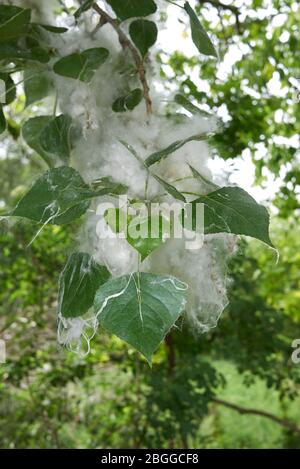 Ramo di populus nigra con frutta e semi Foto Stock