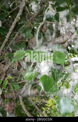 Ramo di populus nigra con frutta e semi Foto Stock