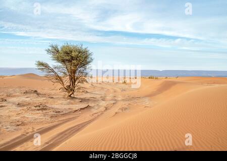 Unico albero di acacia su sabbie del deserto del Sahara con Atlante Montagne come sfondo, Marocco Foto Stock