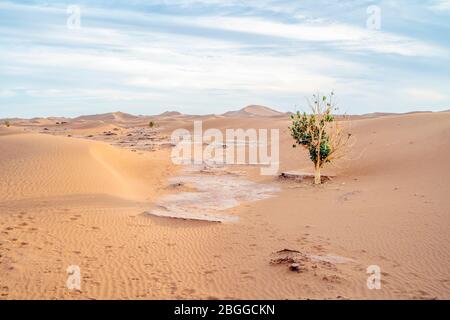 Albero singolo con foglie verdi sulle dune di sabbia del deserto del Sahara, Marocco, Africa Foto Stock